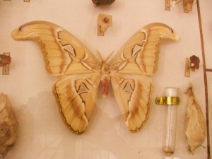 motýl