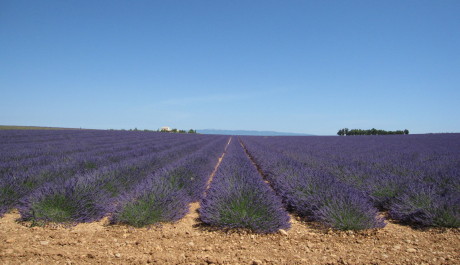 FOTO: Provence - levandule