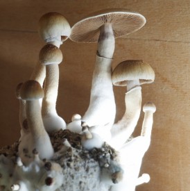 Foto: Veronika Telčerová, Topzine.cz