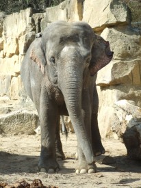 Sloni ZOO Praha, Foto: Jana Samcová, Topzine.cz