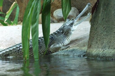 Gaviál, Zoo Praha, Foto: Jana Samcová, Topzine.cz