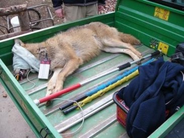 Zdroj: Zoo Praha, Foto: Dr. Vodička