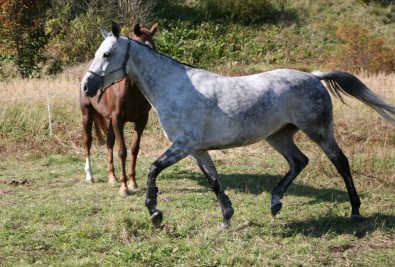 TJ Tatran - ilustračn&iacute; foto, Zdroj: tjtatran.cz