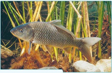 Kapr, Zdroj: mdbc.gov.au