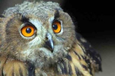 V&yacute;r velk&yacute;, Zdroj: zoodecin.cz