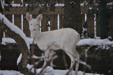 Bílá srna Bílá srna, Zdroj: ZOO Děčín