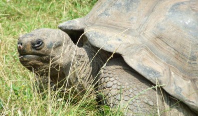 Želva, Foto: Jana Samcová, Topzine.cz