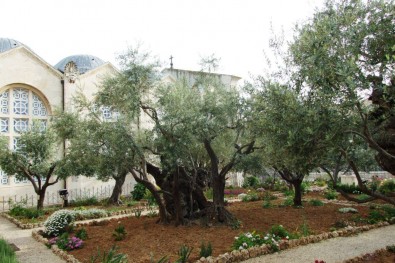 Getsemanská zahrada, Foto: Jana Samcová, Topzine.cz