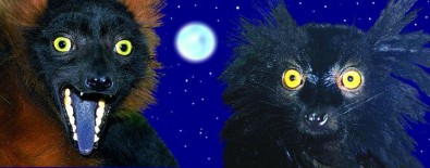 Pražští lemuři, Autor: ZOO Praha