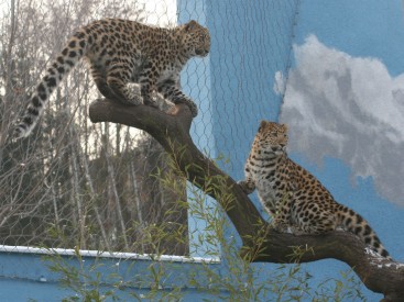 Mláďata levharta mandžuského, Autor: ZOO Praha