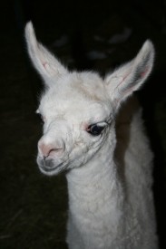 Mláďátko lamy krotké, Zdroj: ZOO Ústí nad Labem