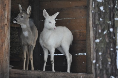 Srnky v děč&iacute;nsk&eacute;m v&yacute;běhu; Autor: Zoo Děč&iacute;n