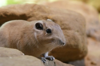 Gundi saharský Gundi saharský - nepsaný vítěz kampaně, Foto: J. Trojánek