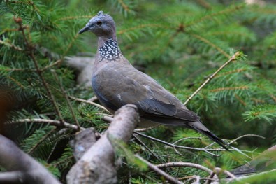 Hrdlička čínská, Foto: T. Mrhálková