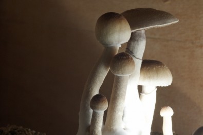 Lysohlávka kubánská, Zdroj: Veronika Telčerová,Topzine.cz