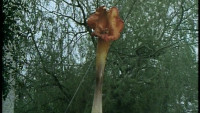 day-of-the-triffids2