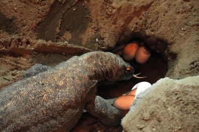 Varan komodský, Zdroj: Jana Ptačinská Jirátová, ZOO Praha