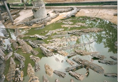 Krokodýlí farma, Foto: Michaela Dočkalová, Topzine.cz
