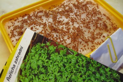 Semínka nasypeme na mokrou vatu, Zdroj: Eva Mácová, Topzine.cz