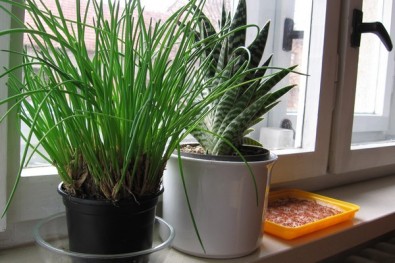 Pažitka a řeřicha se hřejí na sluníčku, Zdroj: Eva Mácová, Topzine.cz