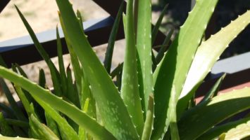 FOTO: Aloe vera