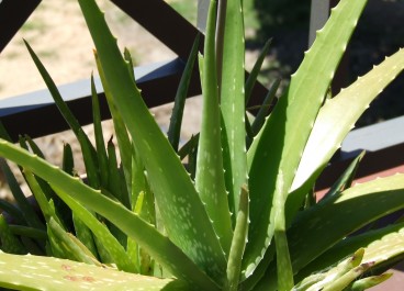 Aloe Vera Aloe vera, Zdroj: wikipedie.cz