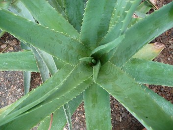 Aloe vera Aloe vera, Zdroj: wikipedia.org