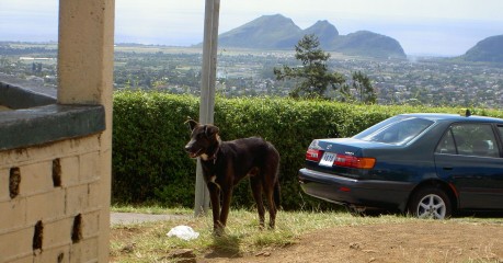 Jeden z mnoha potulných psů, Foto: Pavla Brodacká, Topzine.cz