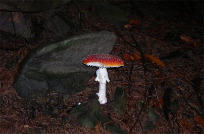 Amanita muscaria Muchomůrka červená, Foto: Taťána Kročková, Topzine.cz