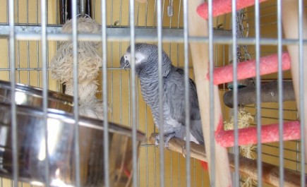 Papoušek Žako, Foto: Jana Samcová, Topzine.cz