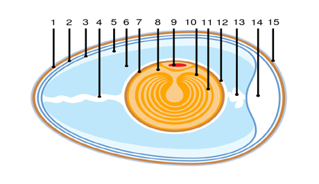 Fyzicka-stavba-vejce