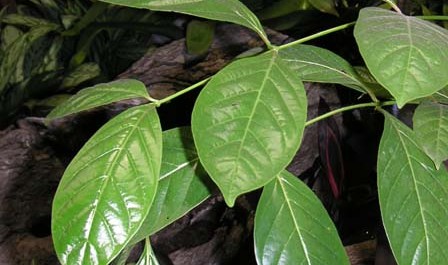 Uncaria tomentosa