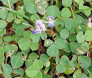 Desmodium ascendens