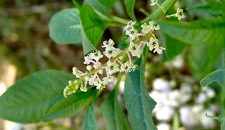 Minthostachys setosa