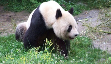 FOTO: Panda velk&aacute;