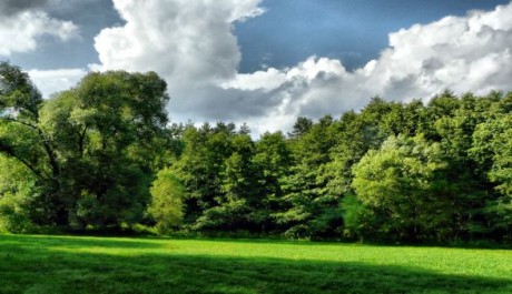 FOTO: Stromy