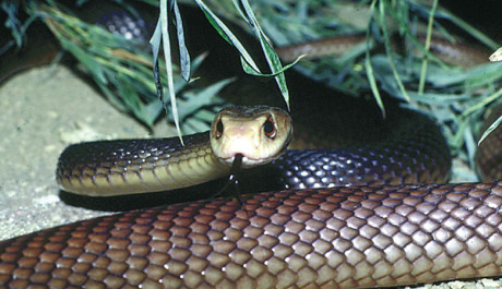 Taipan