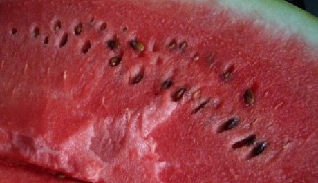 Vodní meloun FOTO: Vodní meloun