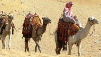 FOTO: Egypt-velbloudi