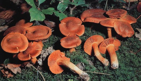 Pavučinec plyšový