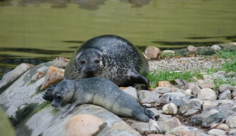 FOTO: Tuleň obecný - ZOO Ústí nad Labem
