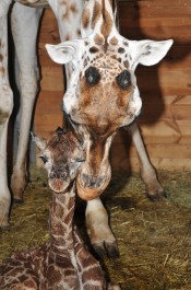FOTO: Žirafí mládě