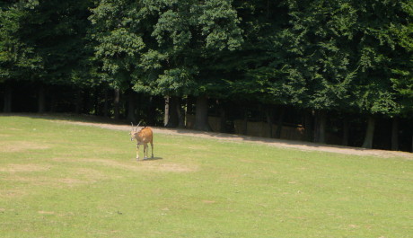 FOTO: voduška bezchybně zarovná stomy na safari