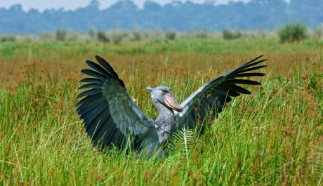 FOTO: Člunozobec africký ve volné přírodě