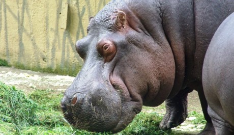 FOTO: Hroch obojživelný