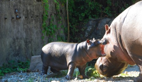FOTO: Ml&aacute;dě hrocha obojživeln&eacute;ho