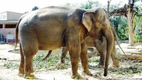 FOTO: Slon indický