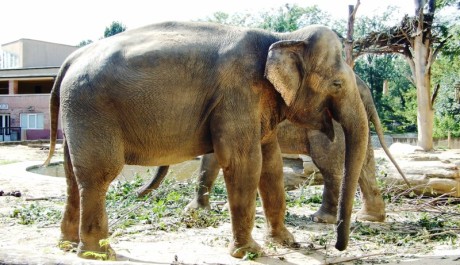 FOTO: Slon indický