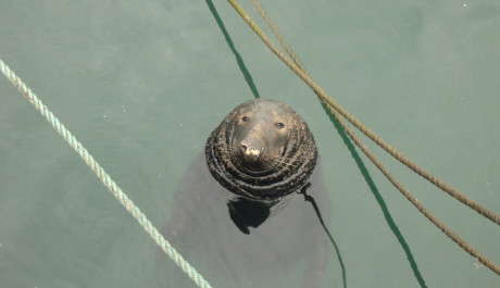 Foto: Lvoun v přístavu Howth