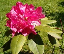 FOTO: Kvetoucí keř